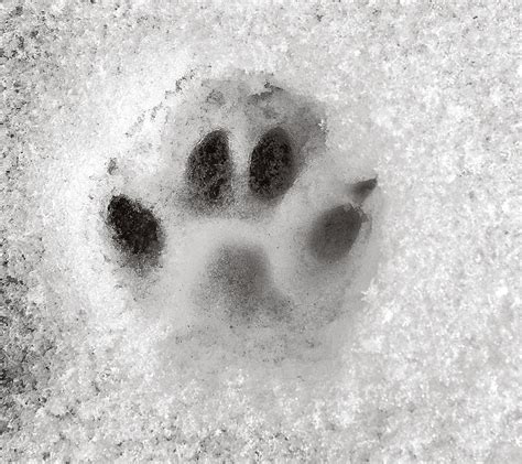 Paw In Snow Photo Fox Paw Print Animal Photography Black Etsy Uk