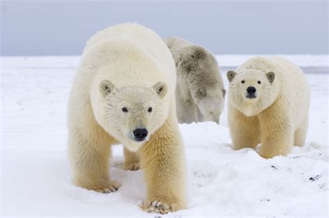 Polar Bear Sow And Two Cubs Alaska Lets Travel More