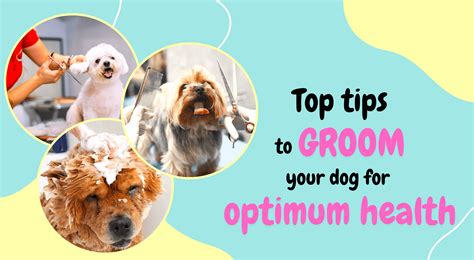 The Importance Of Regular Grooming For Your Dogs Health Lets Pawty