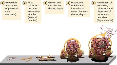 How Microbes Grow Microbiology