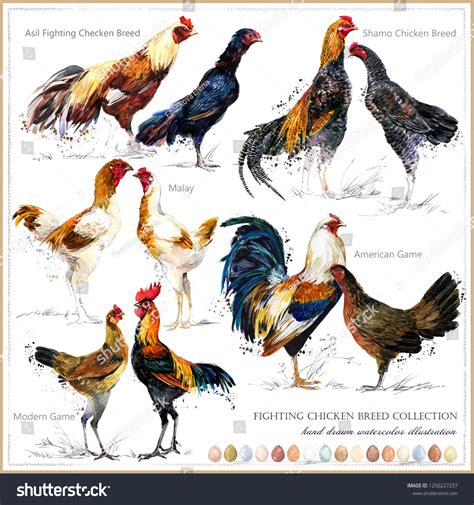 Fighting Rooster Breeds Pictures