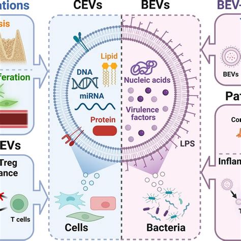 The Roles Of Cell Derived Extracellular Vesicles Cevs And