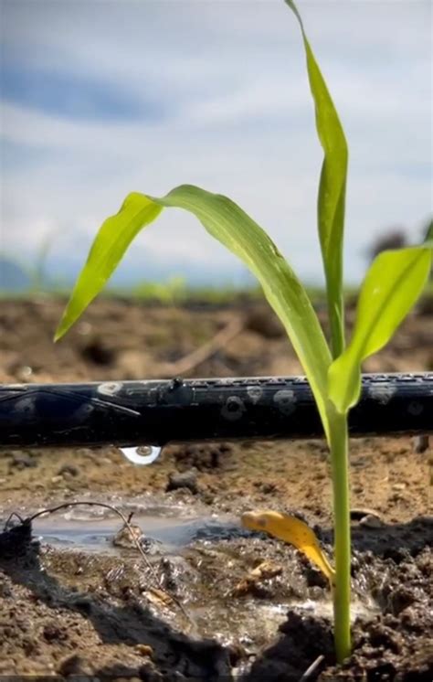 Lo Que Debes Saber Sobre El Riego Para Tus Cultivos Y Jardin