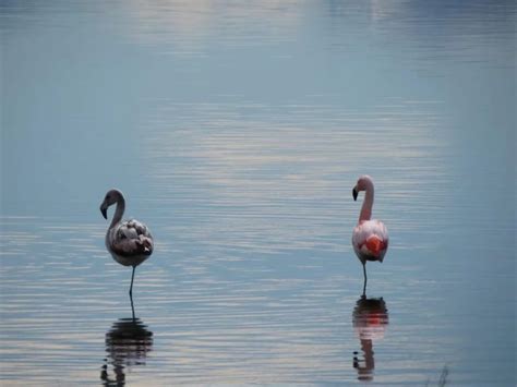 Mir Las Fotos Laguna Nimez La Reserva Natural Que Ten S Que Conocer