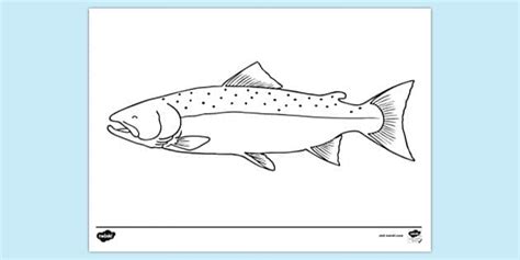 Free Salmon Outline Colouring Sheet Twinkl Twinkl