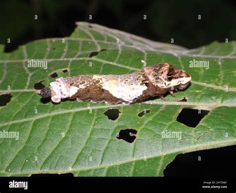 A Bird Dropping Or Giant Swallowtail Butterfly Caterpillar Papilio