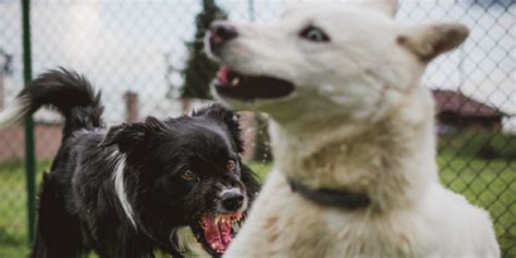 Holdoversigt Dansk Hundecenter