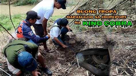 Buong Tropa Napasugod Sa Inireport Na King Cobra Zuma Haring Ahas