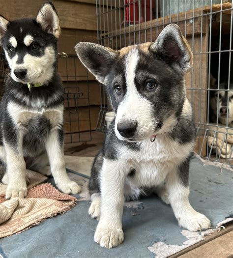 Husky-Malamute X Puppies - Arctic Rescue Victoria Inc.