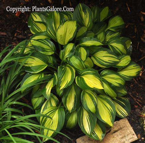 Hosta 'Rainbow's End' from The Hosta Helper - Presented by PlantsGalore.Com