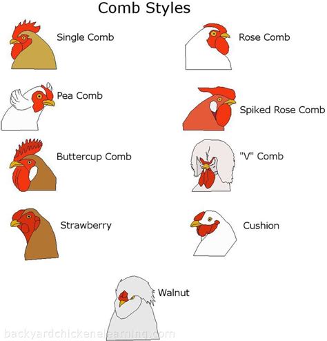 Rooster comb type chart 2 | Fancy chickens, Chicken breeds, Pet chickens