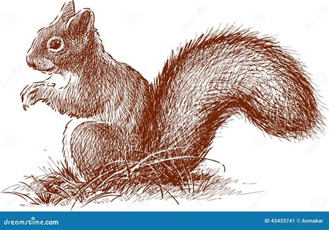 Squirrel With The Fluffy Tail Stock Photo - Image: 43433741