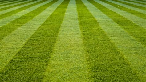 Wallpaper Grass Field Green Stadium Hd Picture Image