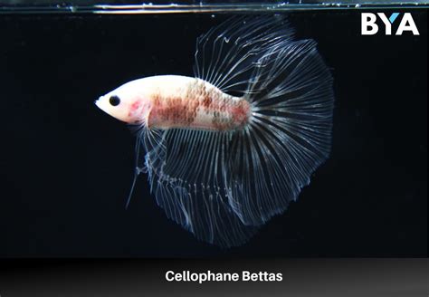 24 Types Of Betta Fish Colors and Patterns