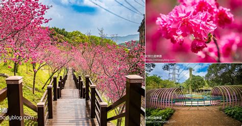 【桃園龜山景點】桃園賞櫻秘境｜長庚養生文化村～免門票櫻花木棧道桃紅八重櫻綻放美不勝收，還有圓形大沙坑可以帶孩子來玩沙 史努比遊樂園