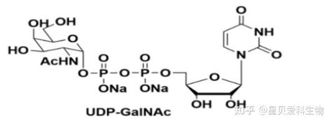 Udp Galnac，108320 87 2，udp N Acetylgalactosamine 知乎