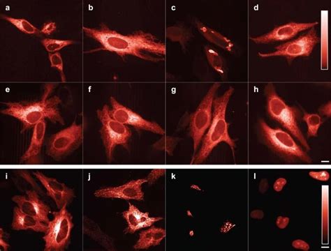 Biologists Develop New Record Bright Red Fluorescent Protein