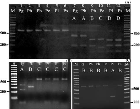 Restriction Analysis Of The Amplified 16s Rdna Gene Segment Of Adult