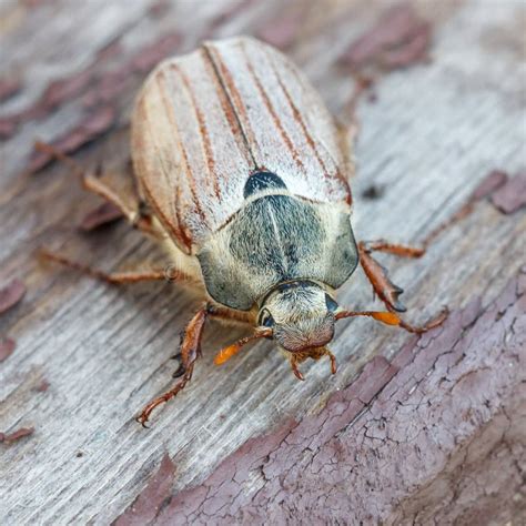 Cockchafer Beetle Larvae. Garden Larva Insect Pest Stock Image - Image ...