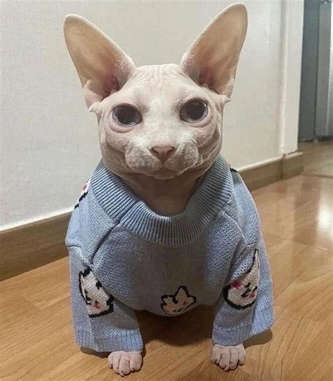 Create Meme Bald Cat Sphinx Sphynx Cats Don Sphynx In Clothes