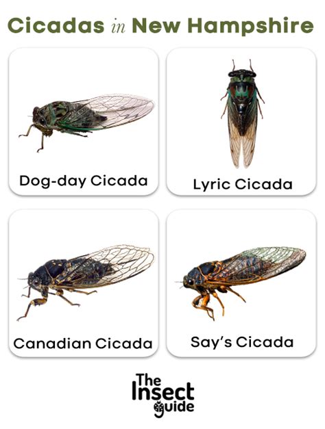 List Of Common Types Of Cicadas In New Hampshire With Pictures