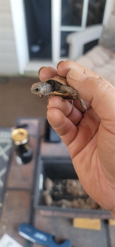 how to take care of a turtle 7