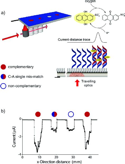 Demonstration Of Electrochemical Reading From A Dna Array A