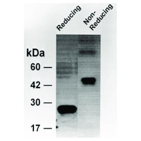 Western Blot Of Vegf 165 Chinese Hamster Ovary Cho Cells Have Been Download Scientific