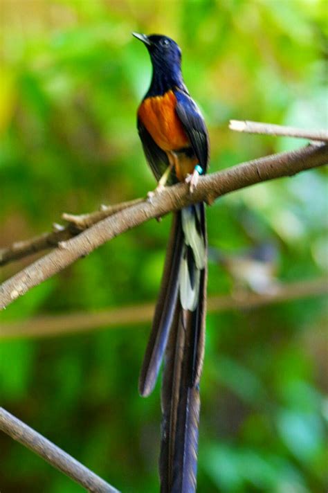 Murai Batu Medan Burung Piaraan Burung Cantik