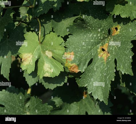 Weinrebe Krankheit Fotos Und Bildmaterial In Hoher Aufl Sung Alamy