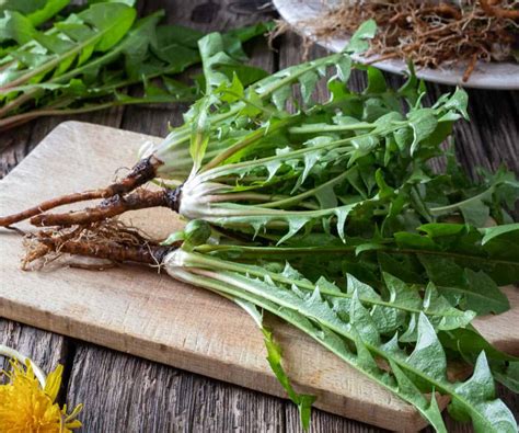 how to make dandelion root tea