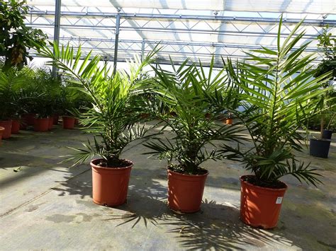 Gruenwaren Jakubik B Ware Palme 70 90 Cm Phoenix Canariensis