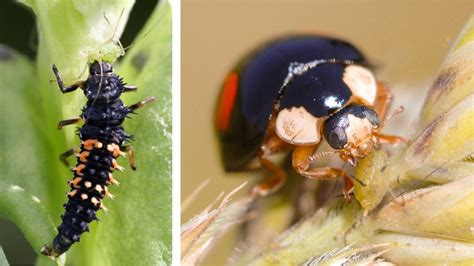 Macrobios En Biocontrol Guía Para Principiantes Portal De Bioprotección