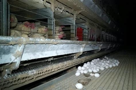 Shocking Footage Shows Dead Chickens Wedged Between Live Poultry In