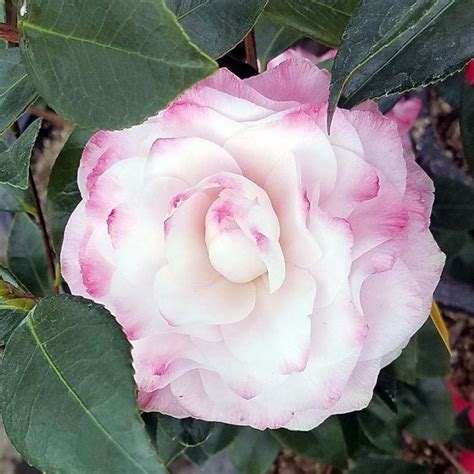 Camellia Japonica Nuccio S GEM STD Urban Tree Farm Nursery