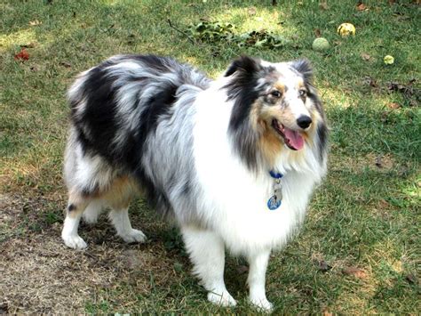 Cisr Sheltie Colors