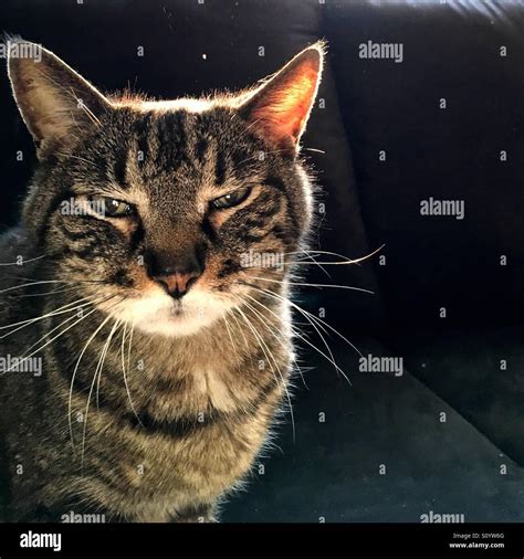 Cat with annoyed face Stock Photo - Alamy