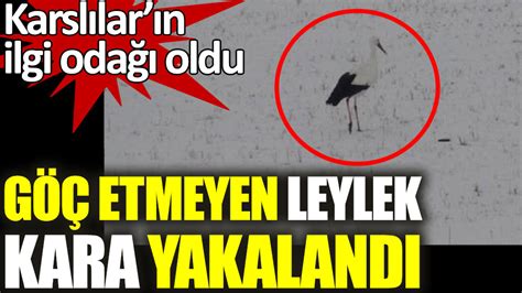 Karsl Lar N Ilgi Oda Oldu G Etmeyen Leylek Kara Yakaland