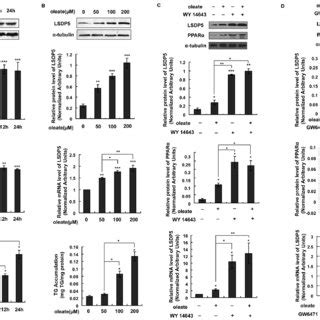 The Overexpression Of LSDP5 Increased Cellular TG Storage In AML12