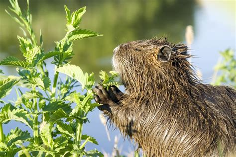 nutria control and treatments for the home yard and garden