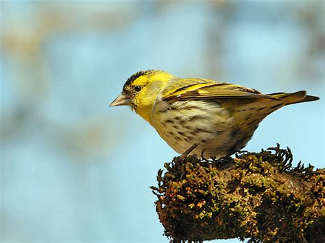 Tarin Des Aulnes Mâle Photo Et Image Animaux Animaux Sauvages