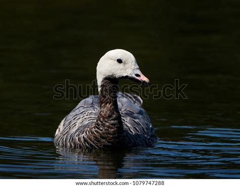 Emperor Goose Chen Canagica Stock Photo 1079747288 Shutterstock