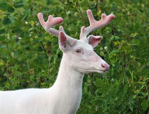 Raleigh Family Captures Footage of Rare Albino Deer