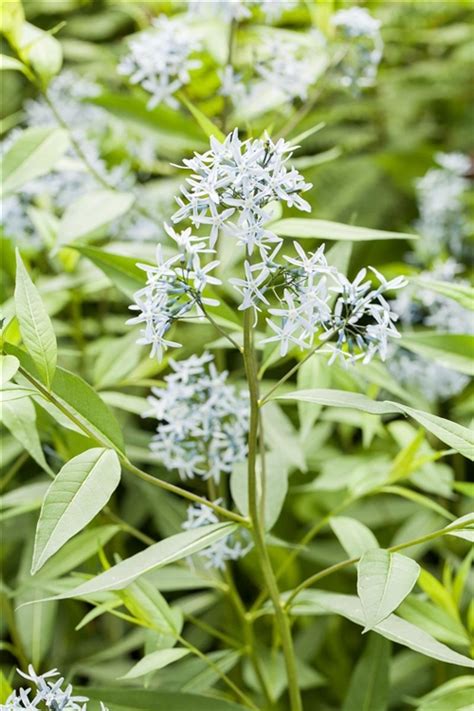 Amsonia tabernaemontana Gewöhnlicher Röhrenstern Gartenpflanzen Daepp