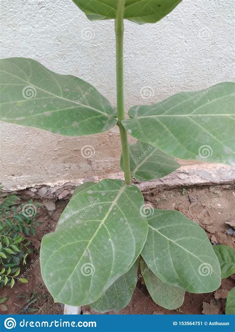 Calotropis, White Aak Plant Herb, Rajasthan. Stock Image - Image of ...