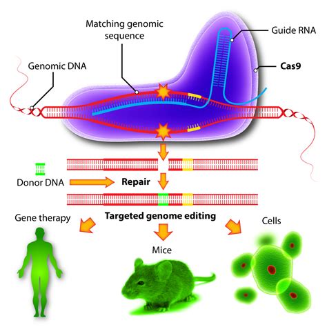 Multiplex Crispr Cas Based Genome Editing In Human Hematopoietic Stem