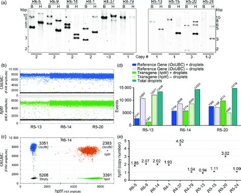 Transgene Copy Number Measurement In Rice A Dna Blot Hybridization