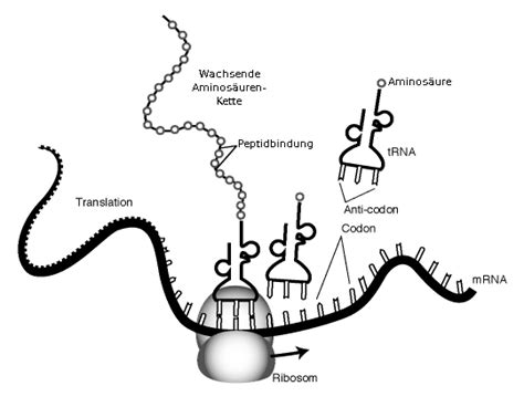 Simplyscience Von Der Dna Zum Protein