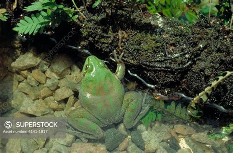 Paradoxical Frog Pseudis Paradoxa The Paradox Is That A Huge Tadpole