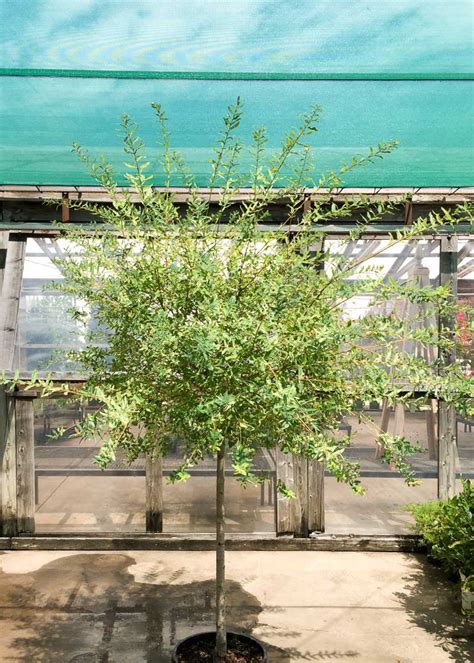 Variegated Dappled Willow Tree Salix Integra 'Hakuro, 40% OFF